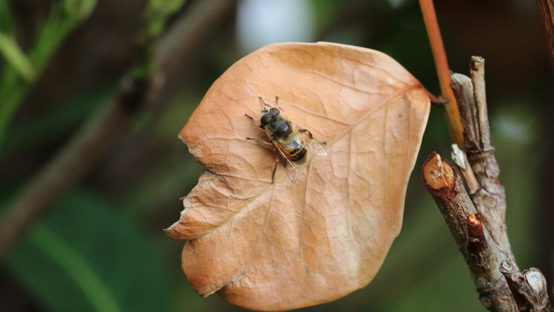 Bot Flies Demystified: Understand, Prevent, and Treat This Common Equine Pest - Ayr Equestrian