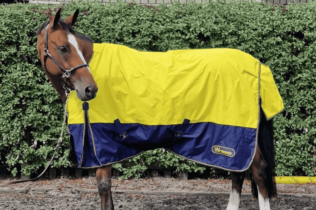 Choosing the Perfect Turnout Rug: Your Essential Guide to Horse Rugs for Every Season - Ayr Equestrian