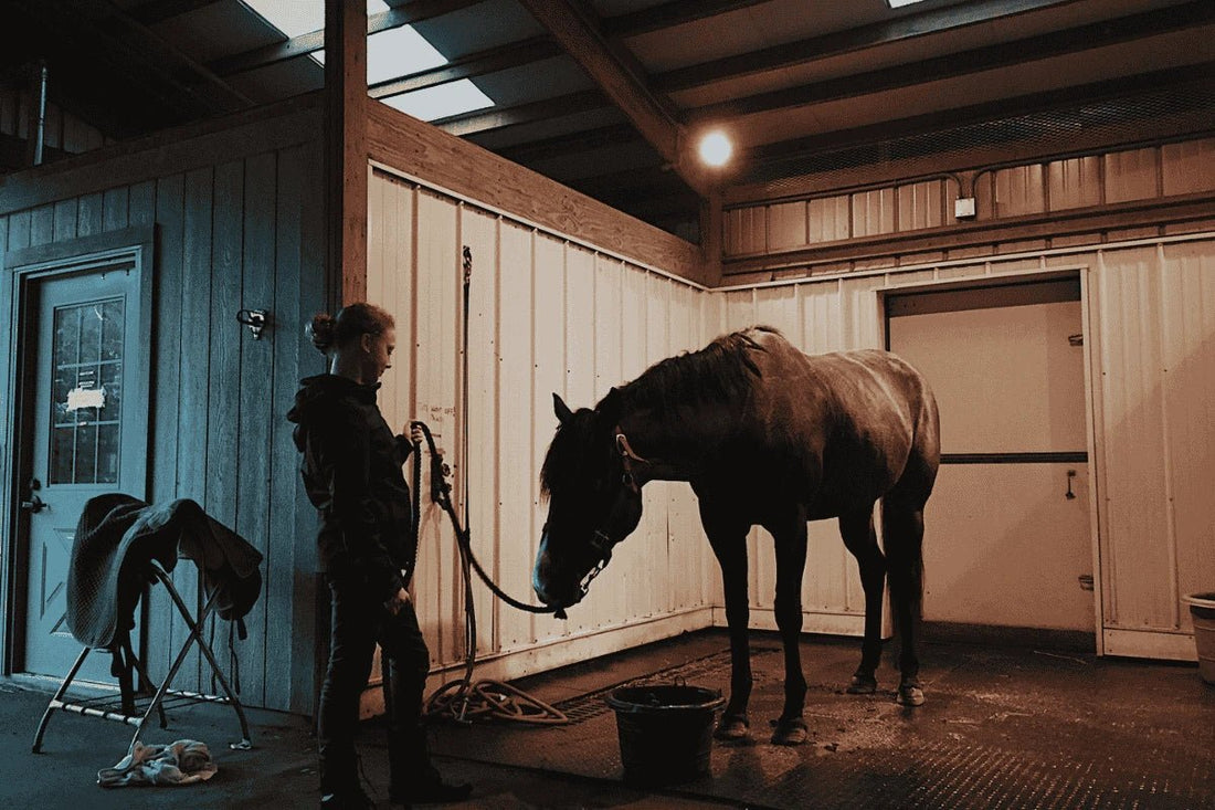 Horse Feed: Hay or Haylage? - Ayr Equestrian