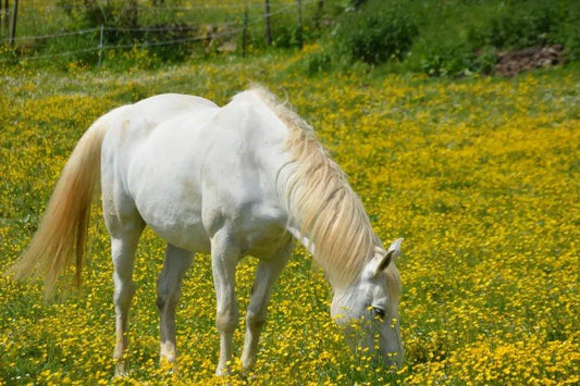 How Much Ragwort Is Toxic to Horses? - Ayr Equestrian