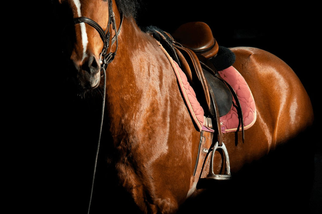 Le Mieux Saddle Pads: The Secret to Enhanced Comfort and Performance - Ayr Equestrian