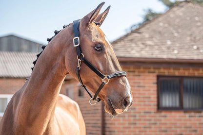 Henry James Comfort 3D Air Headcollar - Black - Cob