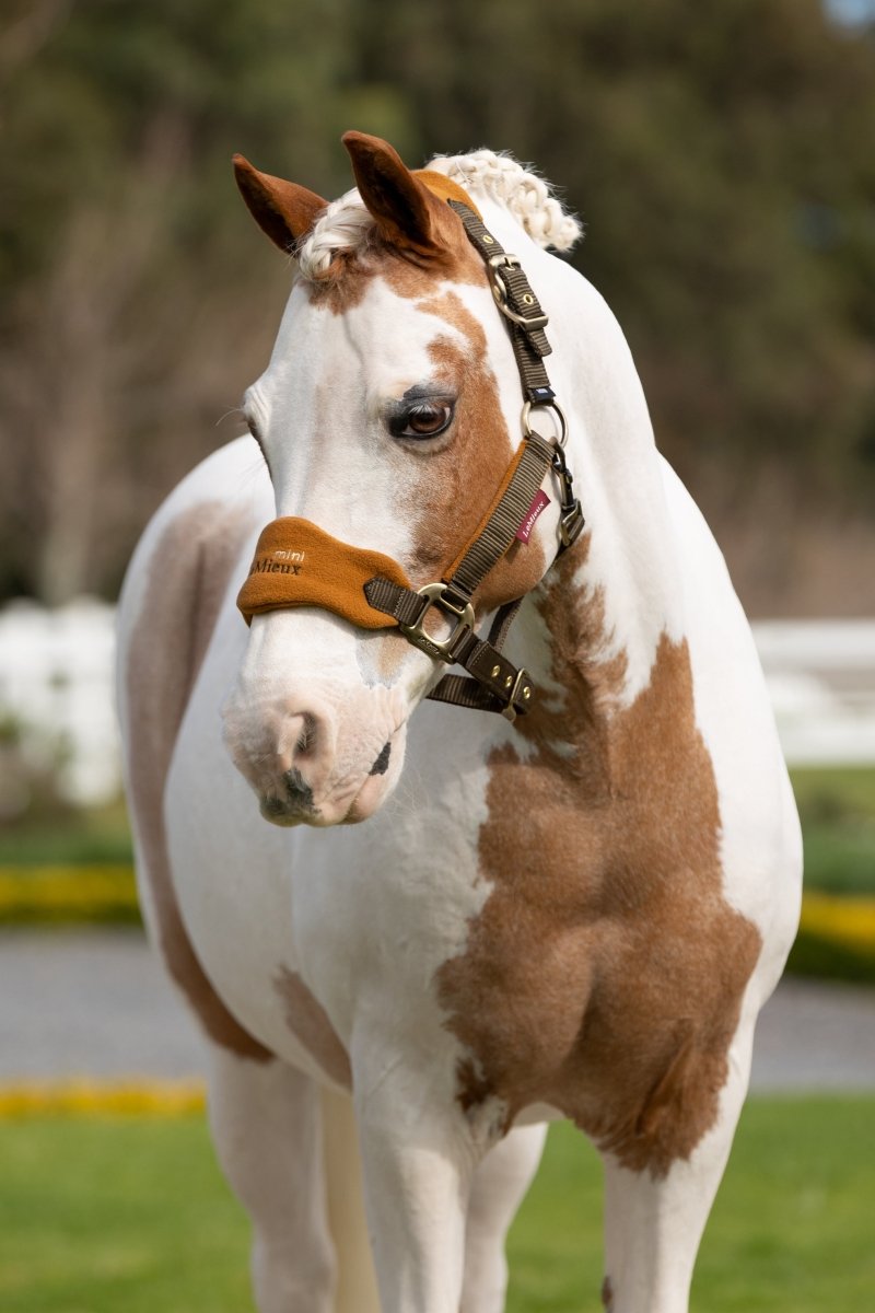 LeMieux AW24 Mini Vogue Headcollar - Alpine - Super Mini