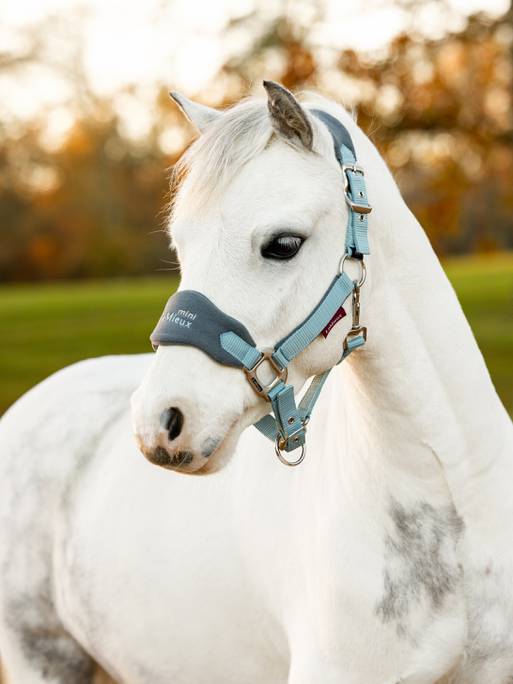 LeMieux AW24 Mini Vogue Headcollar - Alpine - Super Mini