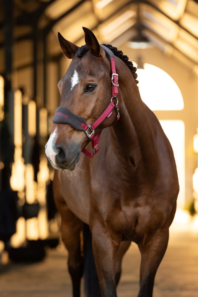 LeMieux AW24 Vogue Headcollar & Leadrope - Alpine - Pony