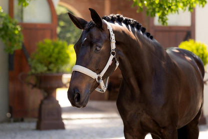 LeMieux SS25 Finesse Headcollar - Navy - Pony