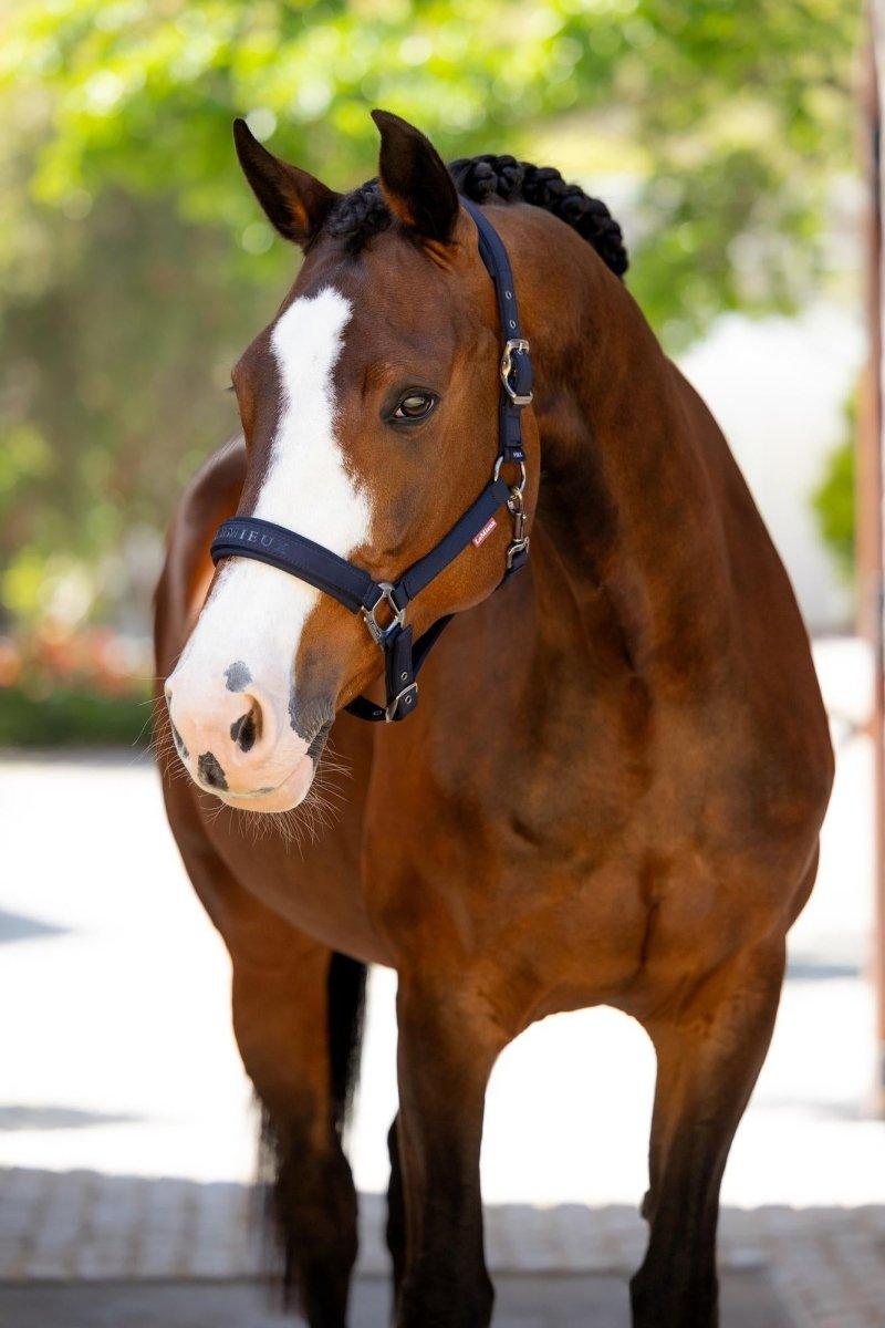 LeMieux SS25 Finesse Headcollar - Navy - Pony