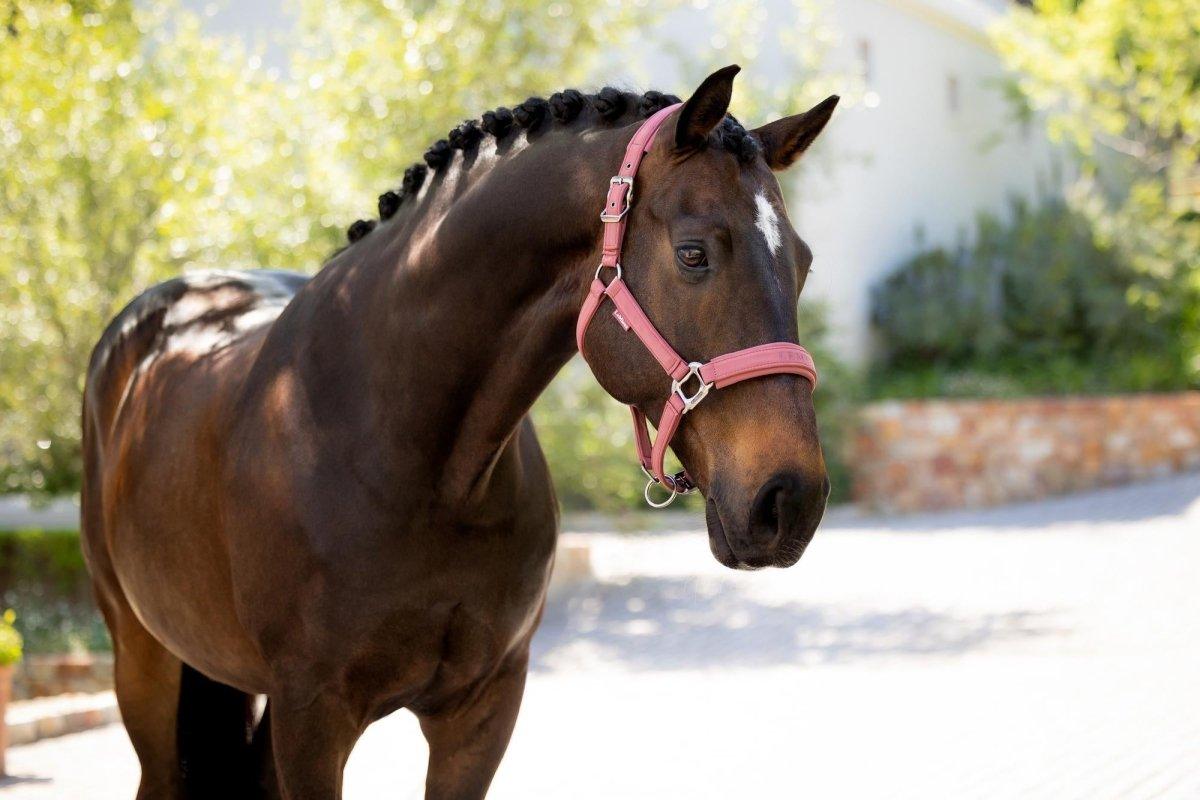 LeMieux SS25 Finesse Headcollar - Rosewood - Pony