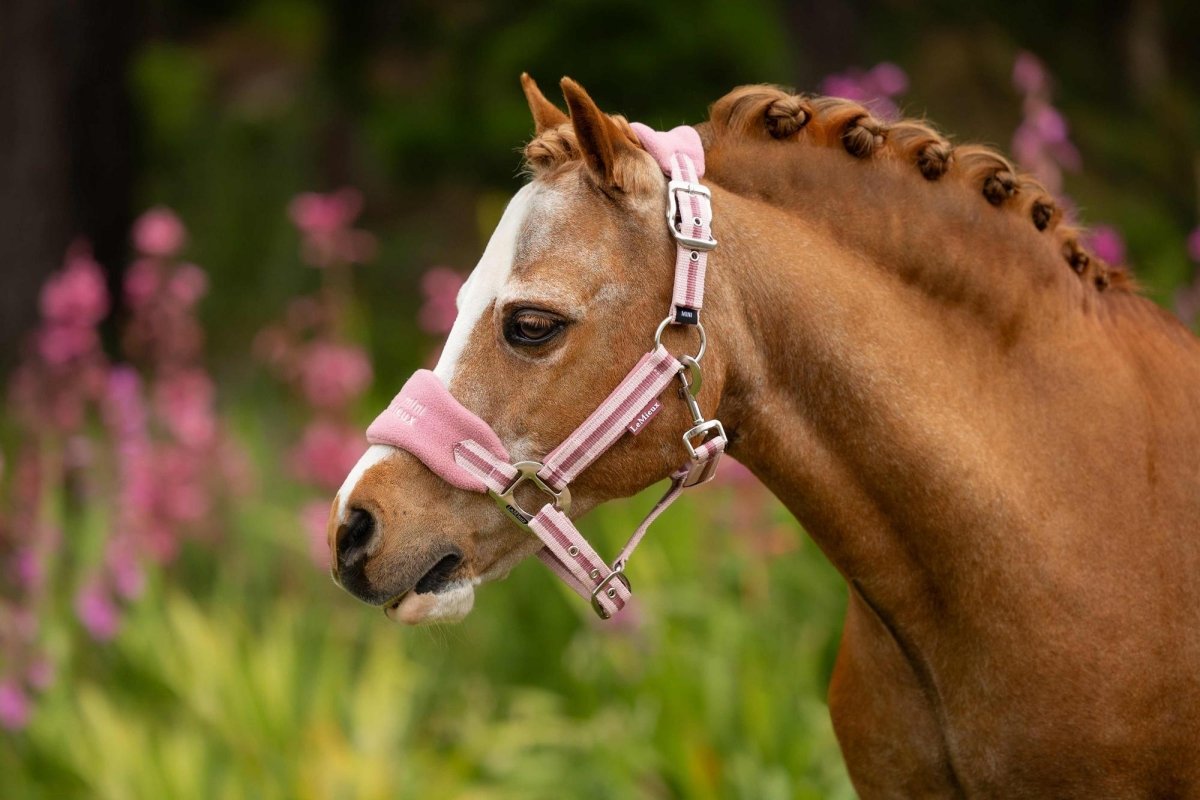 LeMieux SS25 Mini Vogue Headcollar & Leadrope - Aqua - Mini