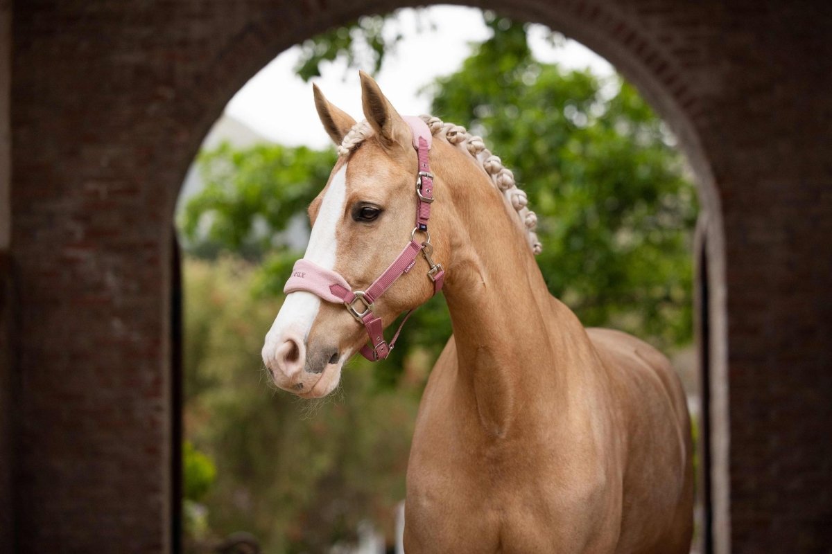 LeMieux SS25 Vogue Headcollar & Leadrope - Blossom - Cob