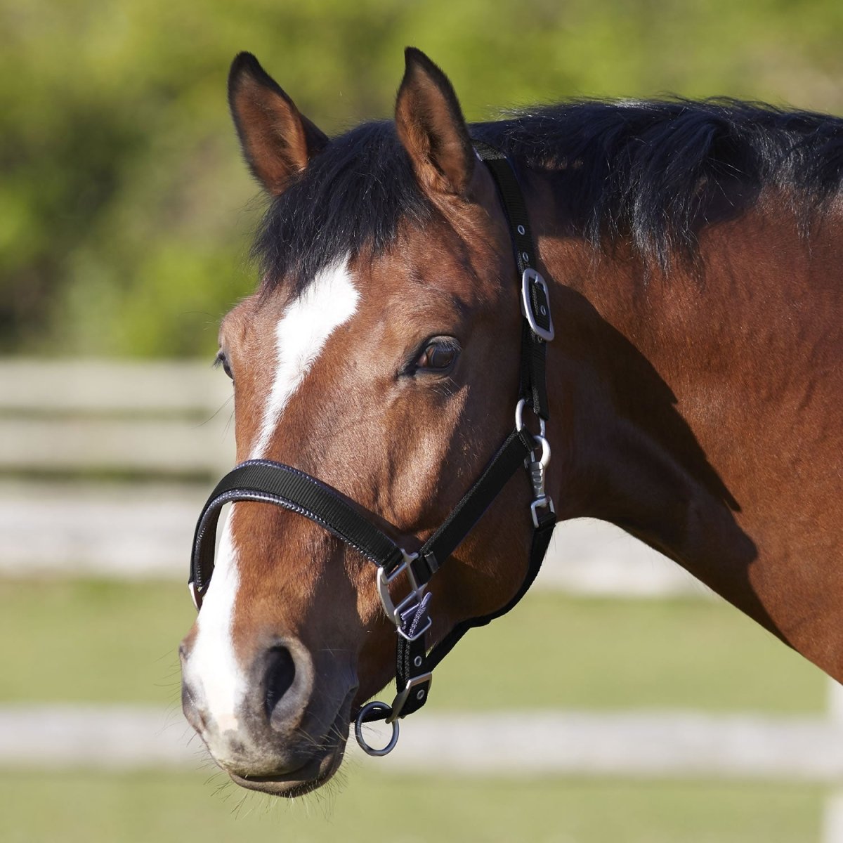 Smoked high quality Topaz Diamanté Crystal Leather Horse Cob Pony Padded Headcollar Halter