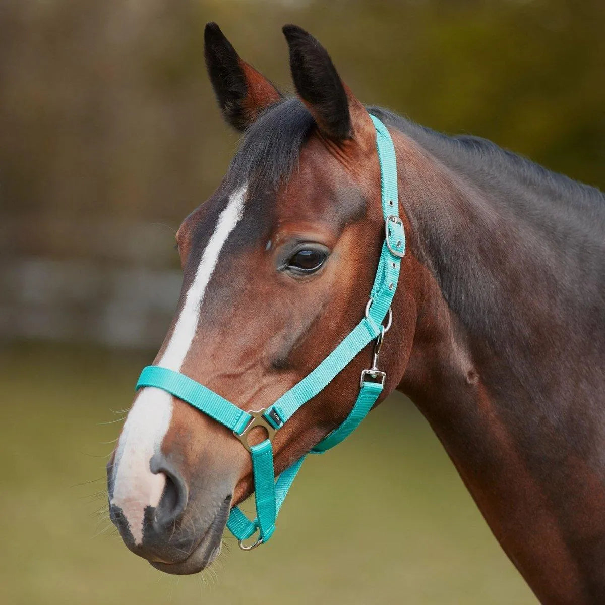 Bitz Economy Headcollar - Aqua - Pony