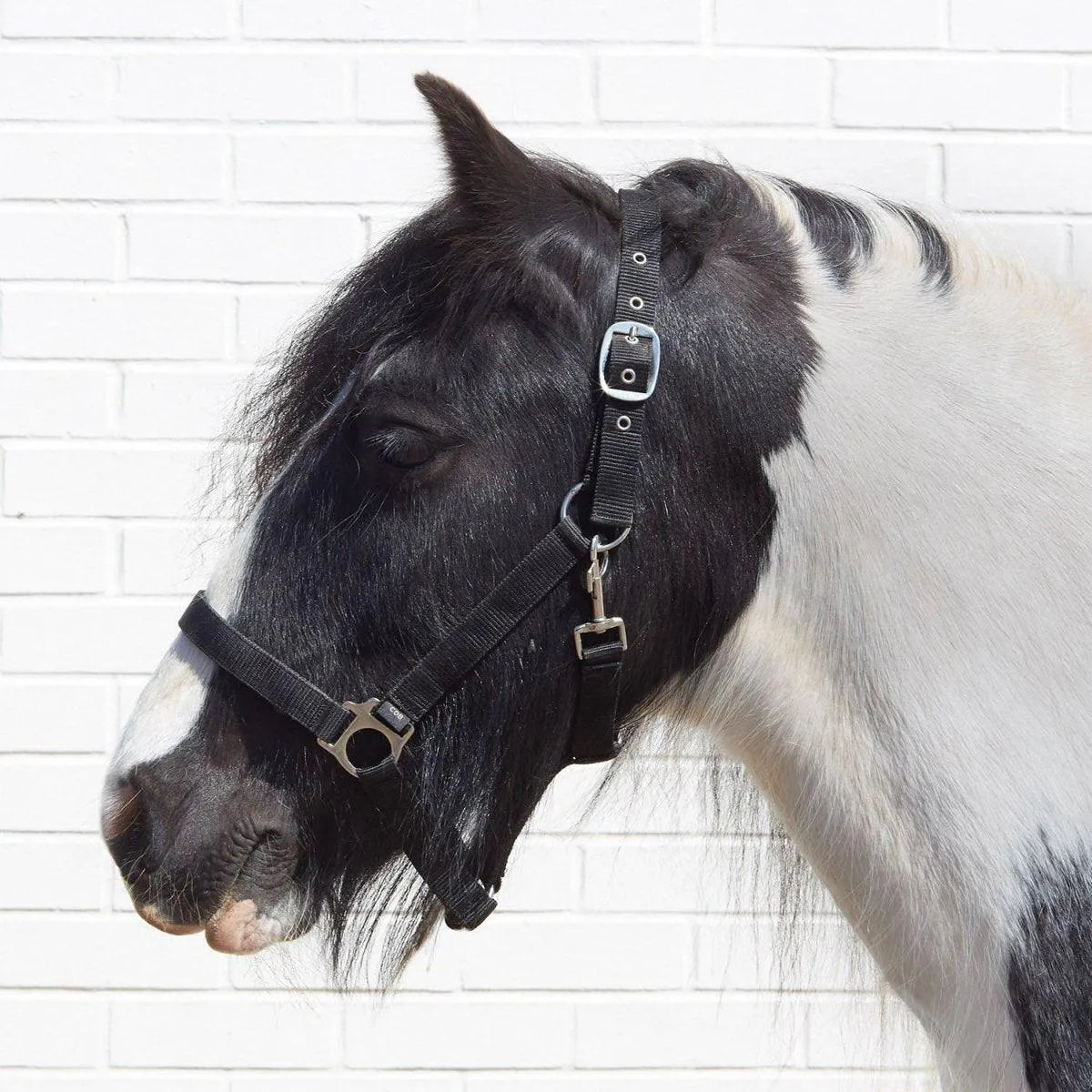 Bitz Economy Headcollar - Aqua - Pony