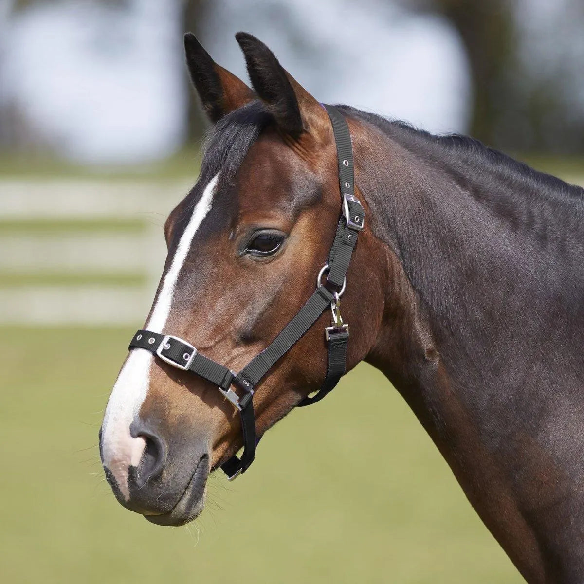 Bitz Everyday Adjustable Headcollar - Black - Pony