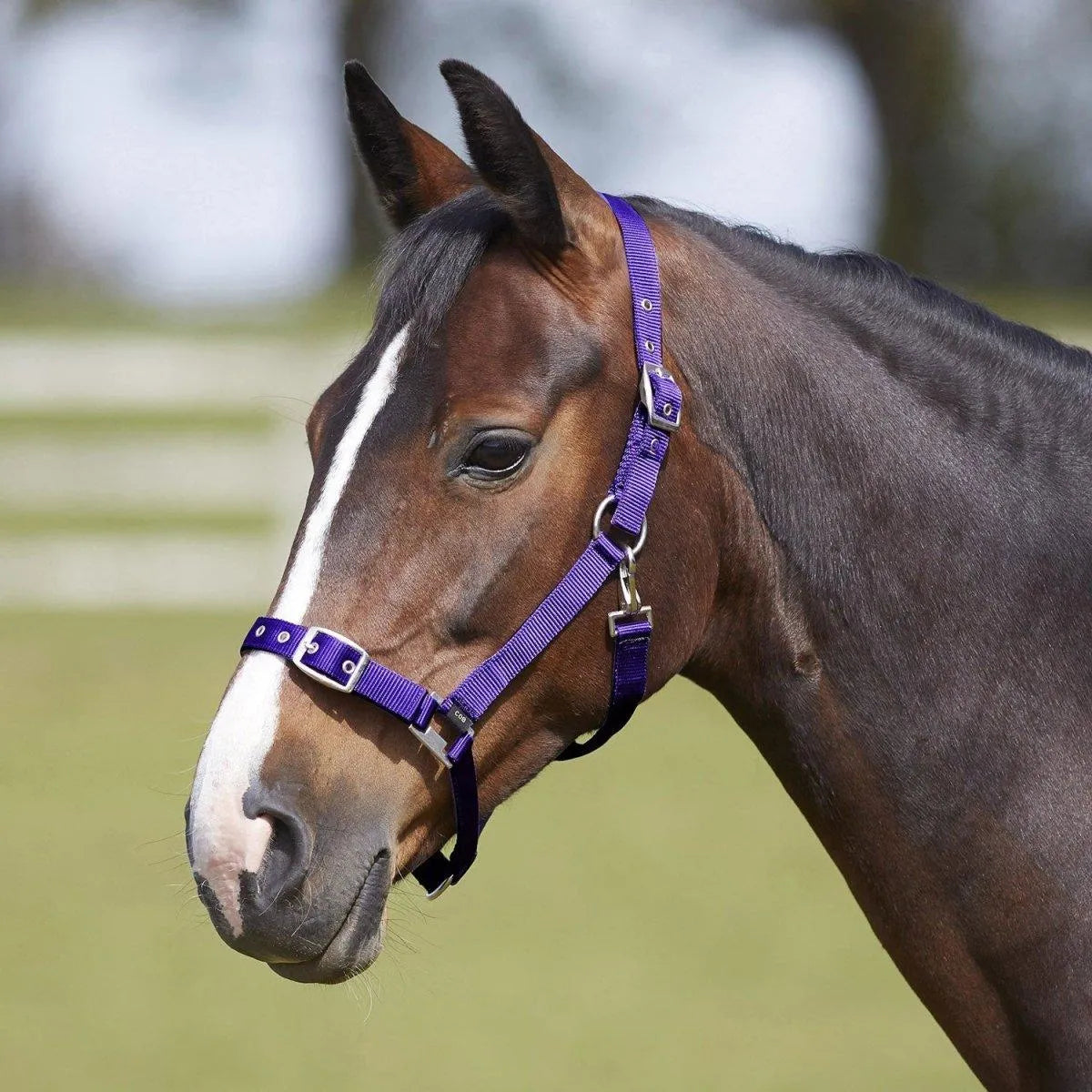 Bitz Everyday Adjustable Headcollar - Black - Pony