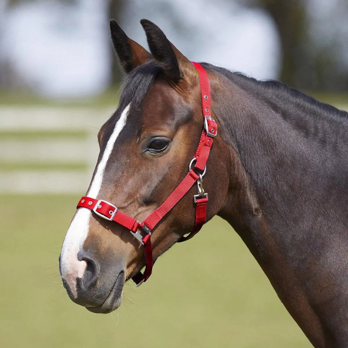 Bitz Everyday Adjustable Headcollar - Black - Pony