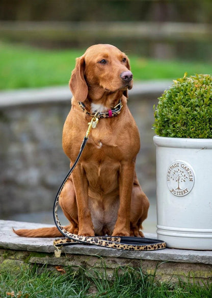 Digby & Fox Cow Hair Dog Collar - Leopard - L