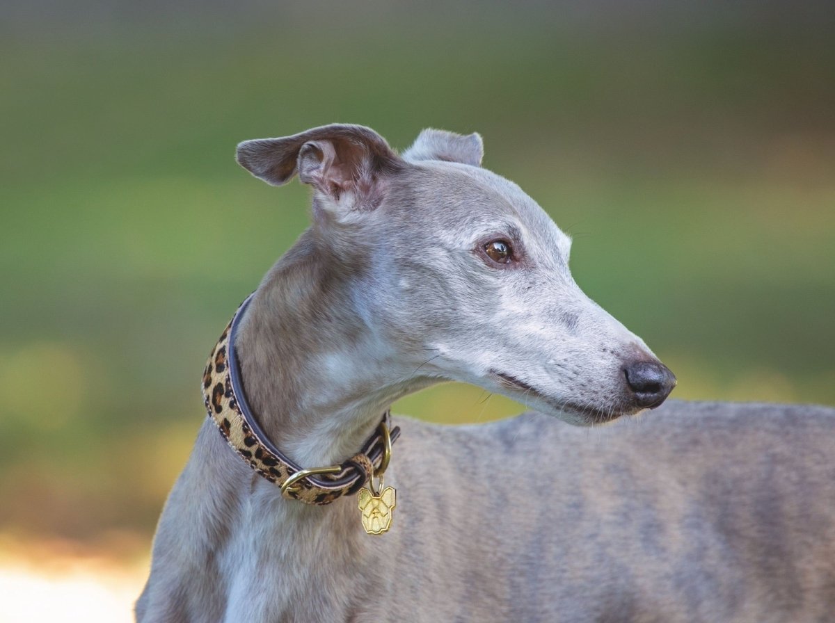 Digby & Fox Cow Hair Greyhound Collar - Leopard - L