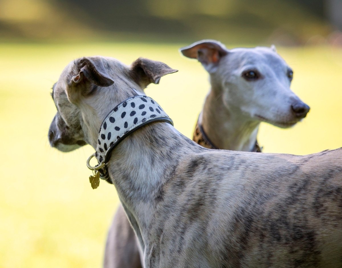 Digby & Fox Cow Hair Greyhound Collar - Leopard - L