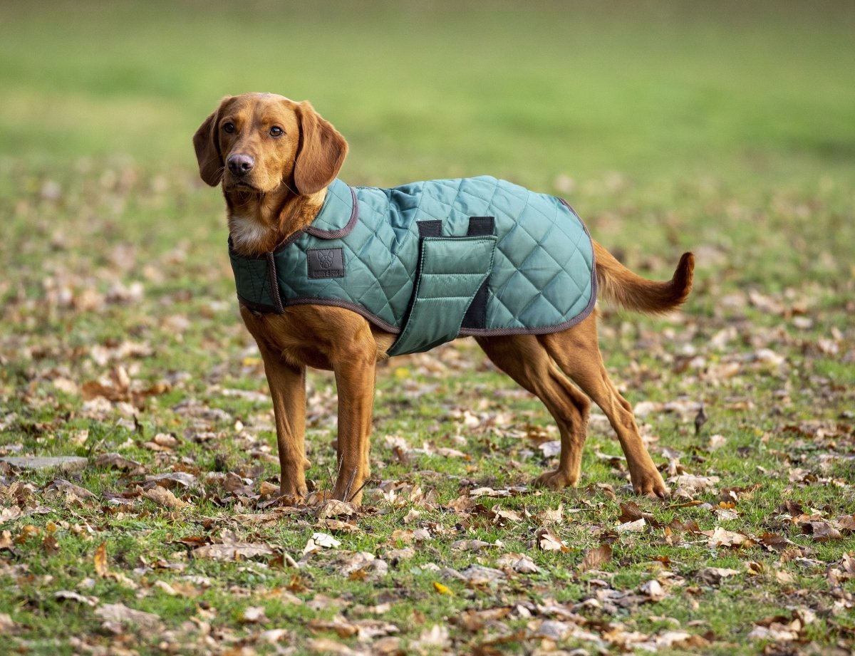 Digby & Fox Heritage Dog Coat - Forest - L