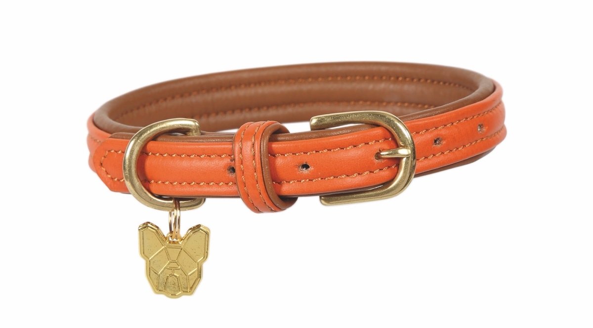 Digby & Fox Padded Leather Dog Collar - Aqua - L