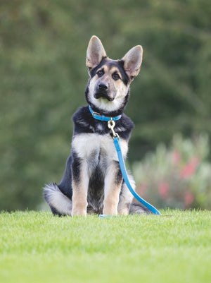 Digby & Fox Padded Leather Dog Collar - Aqua - L