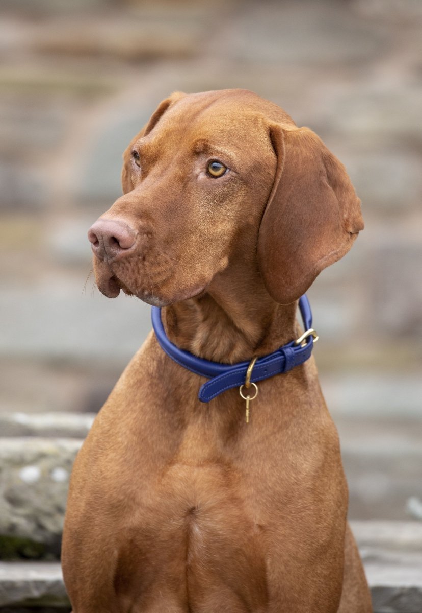 Digby & Fox Rolled Leather Dog Collar - Black - L