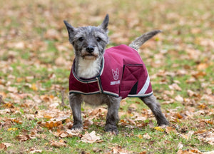 Digby & Fox Waterproof Dog Coat - Burgandy - L