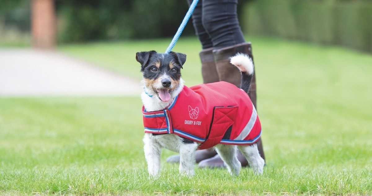 Digby & Fox Waterproof Dog Coat - Burgandy - L