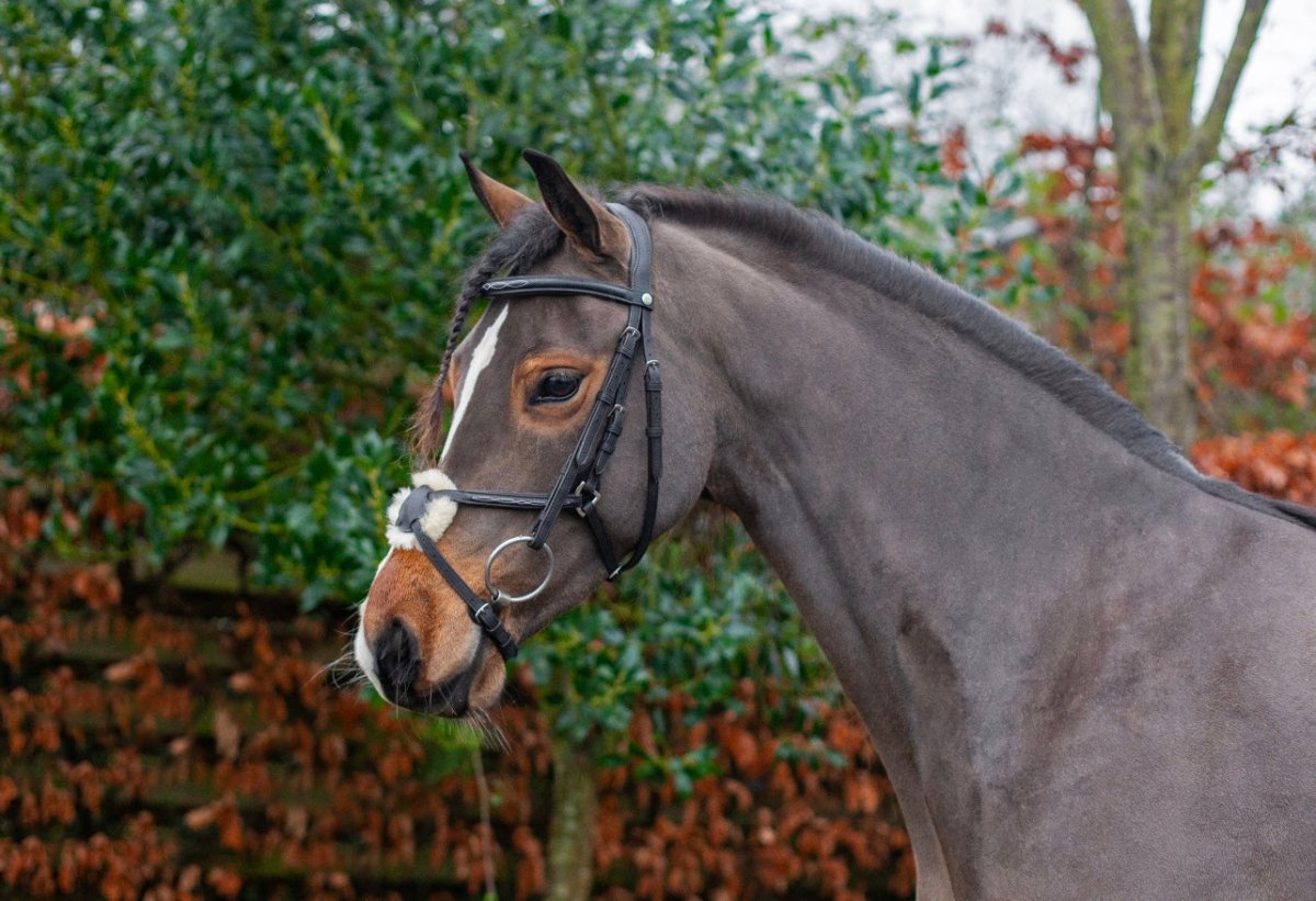 EcoRider Ultra Comfort Galway Grackle Bridle - Black - Pony