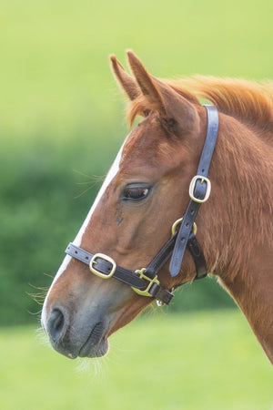 GARA Adjustable Leather Headcollar - Black - Baby0