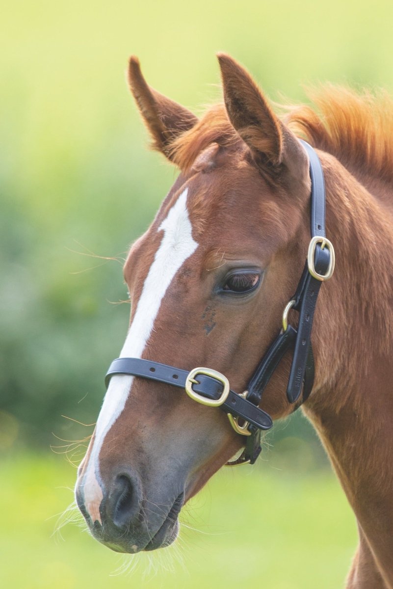 GARA Adjustable Leather Headcollar - Black - Baby0