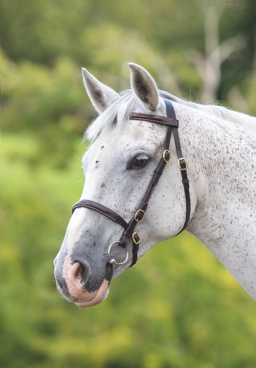 GARA Fancy Stitched Inhand Bridle - Black - Cob