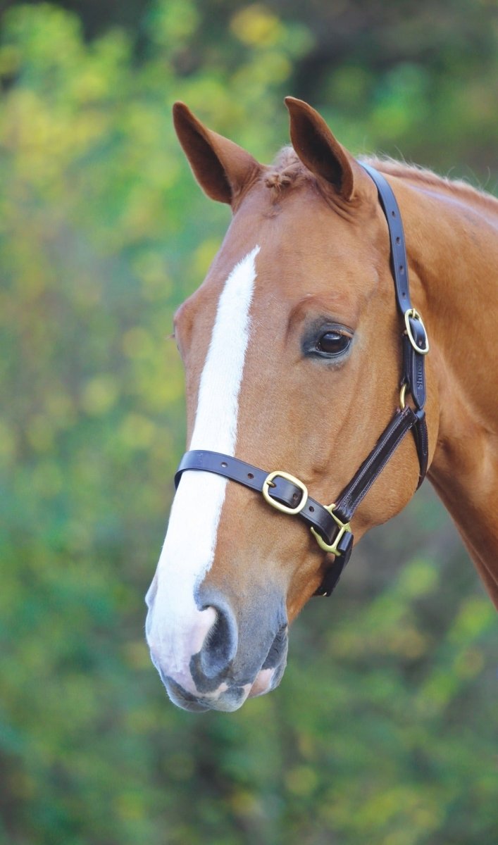 GARA Fully Adjustable Leather Headcollar - Black - Cob