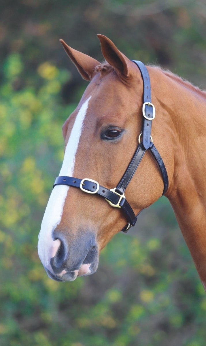 GARA Fully Adjustable Leather Headcollar - Black - Cob