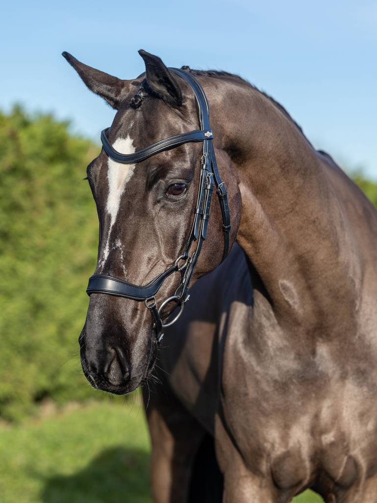 LeMieux Arika Drop Bridle - Black - Pony