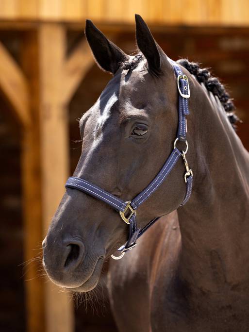 LeMieux SS24 Essential Yard Headcollar - Burgundy - Cob