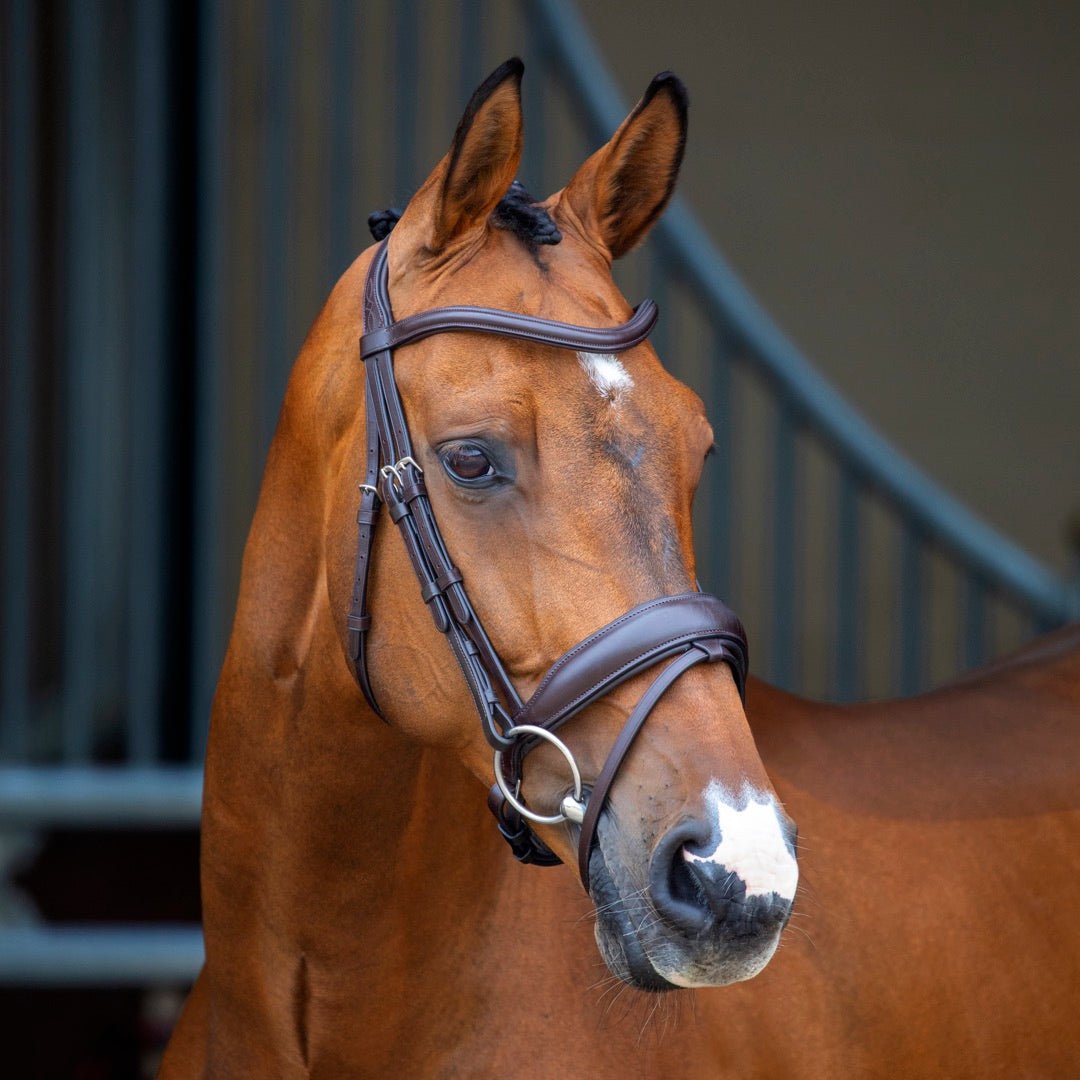 Lusso Dressage Flash Bridle - Black - Cob