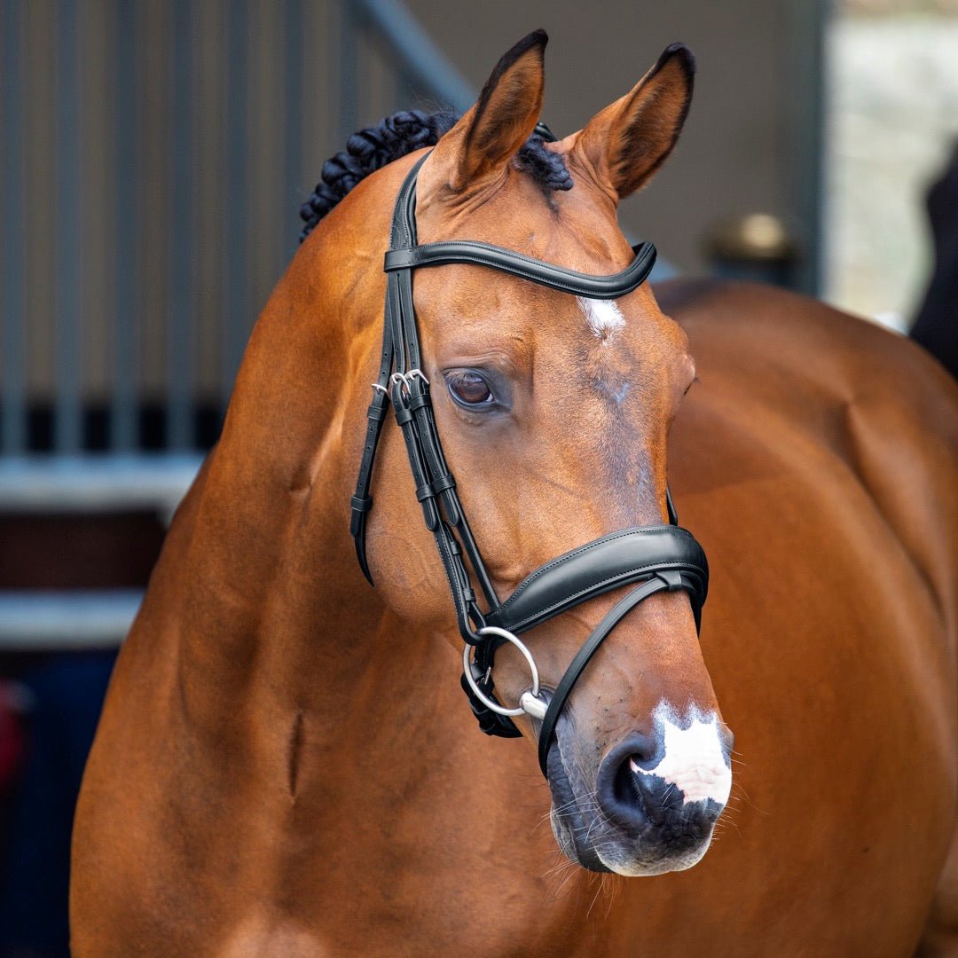 Lusso Dressage Flash Bridle - Black - Cob