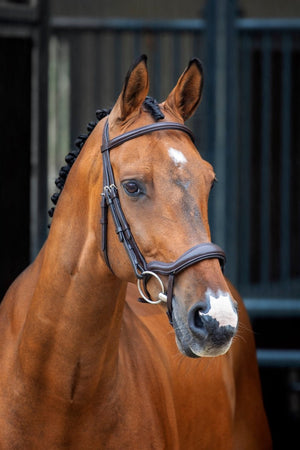 Lusso Ergonomic Flash Bridle - Black - Cob