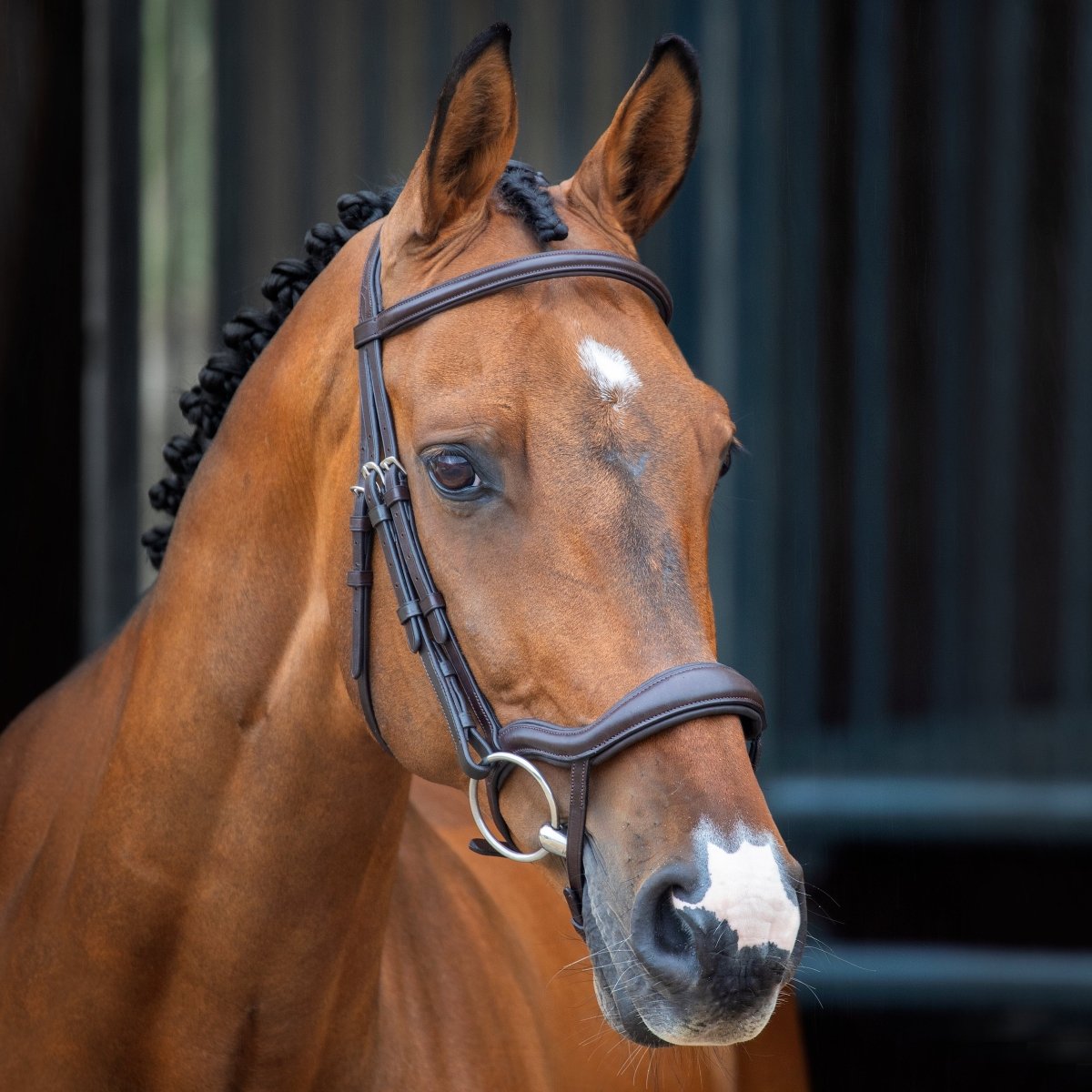 Lusso Ergonomic Flash Bridle - Black - Cob