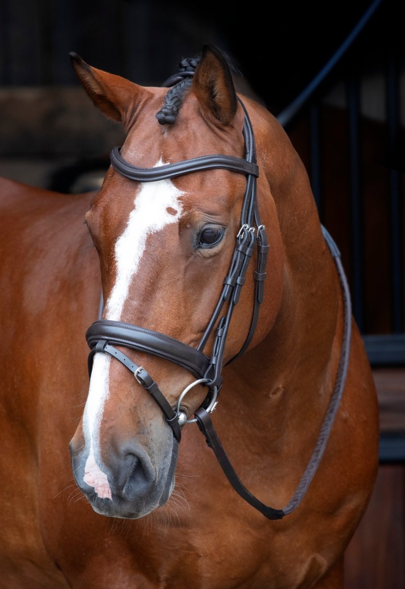 RAPIDA Dressage Bridle with Flash - Black - Cob