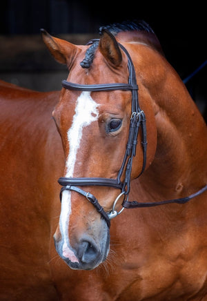 RAPIDA Padded Raised Flash Bridle - Black - Cob