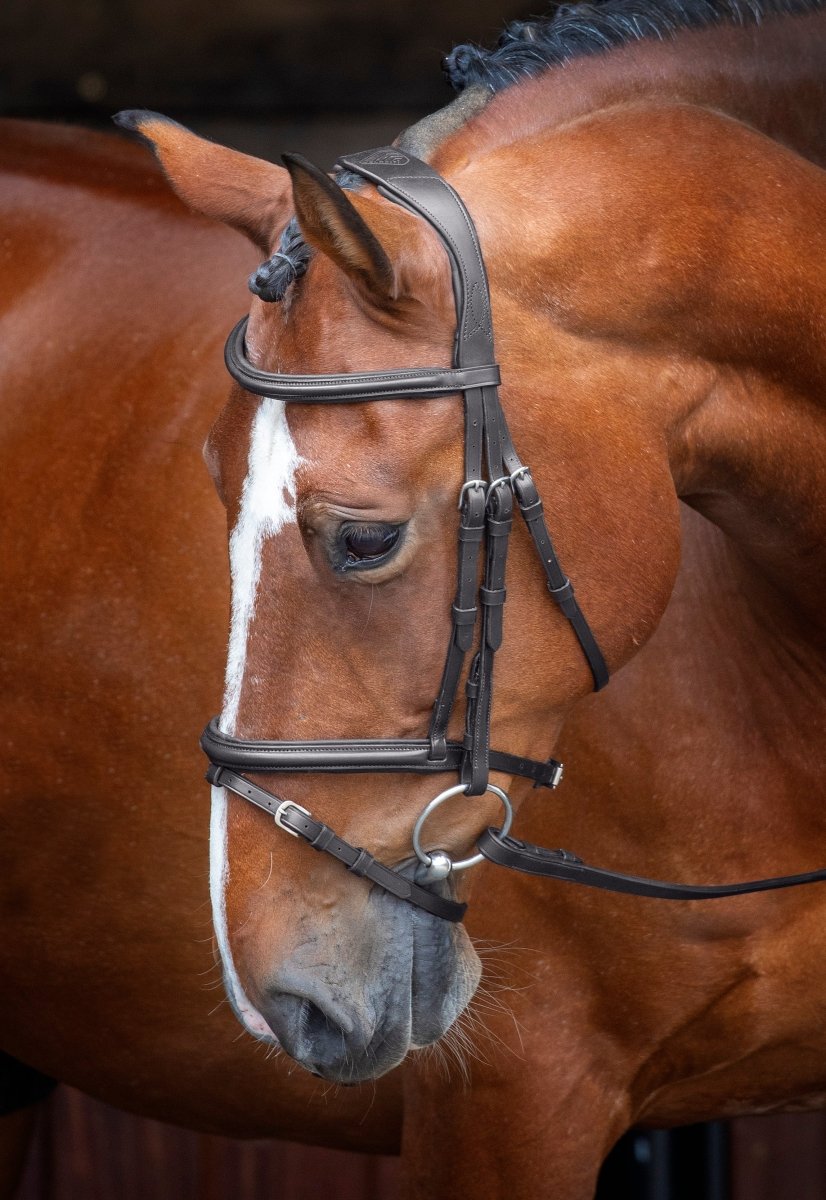 RAPIDA Padded Raised Flash Bridle - Black - Cob