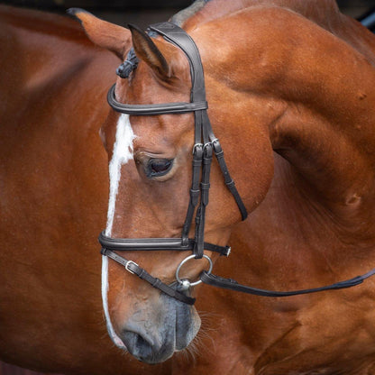 RAPIDA Padded Raised Flash Bridle - Black - Cob