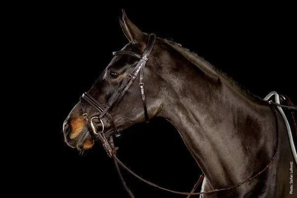 Schockemohle Oxford Flash Bridle - Black/Silver - Cob