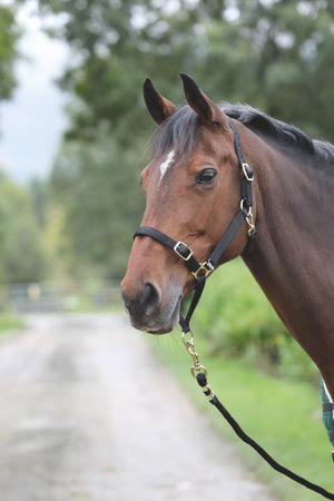 Shires Control Headcollar - Black - Cob