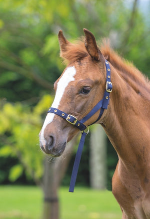 Shires Foal Slip - Black - Foal