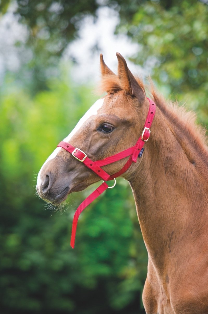 Shires Foal Slip - Black - Foal