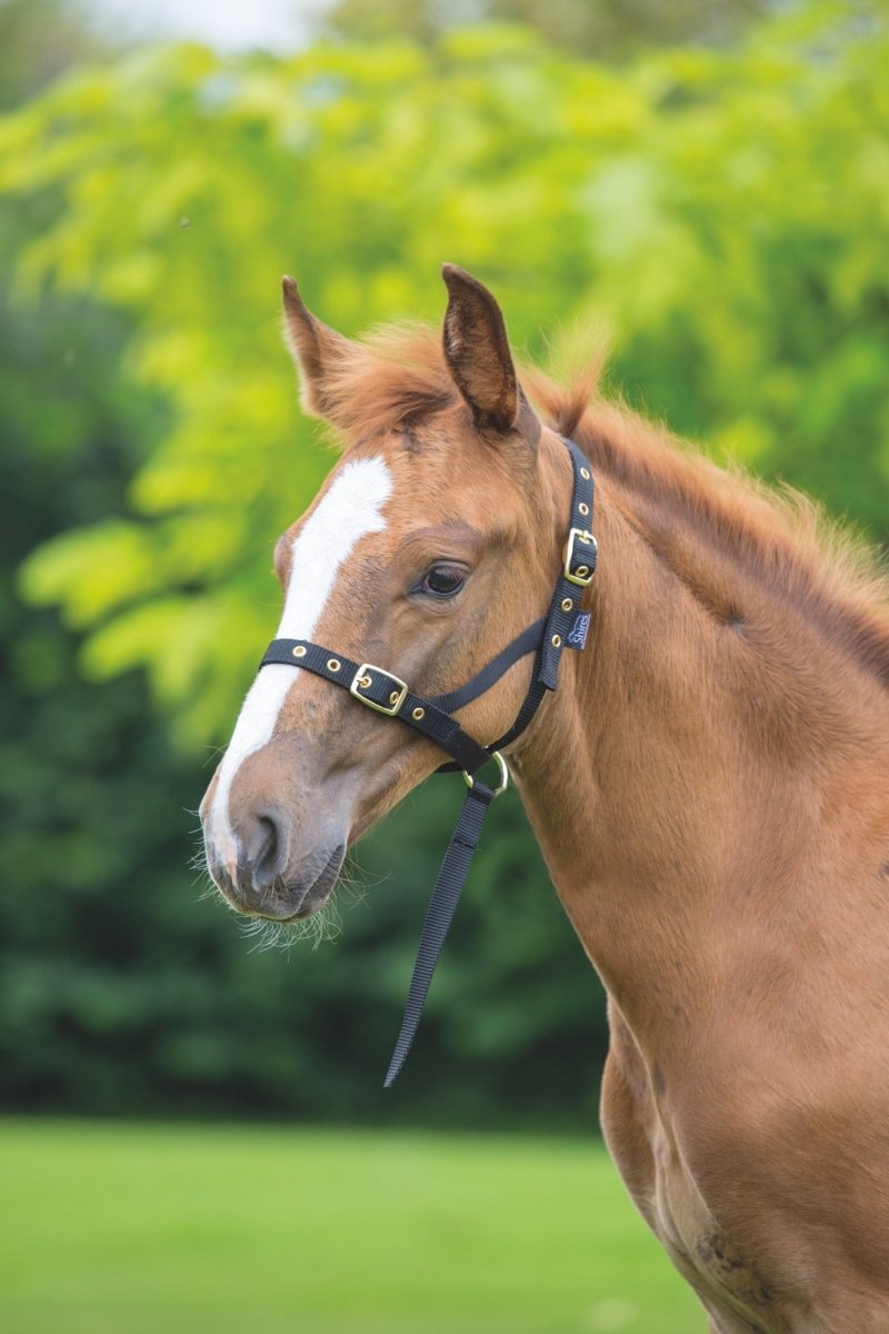 Shires Foal Slip - Black - Foal